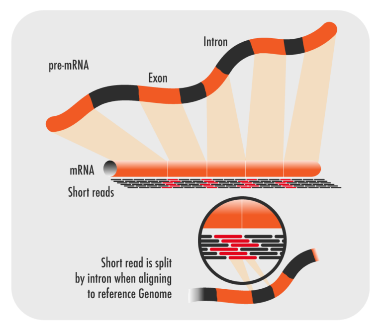 RNAseq – Short Reads – Northwest Genomics Center